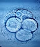 Angel Edgar Cacique Borrego