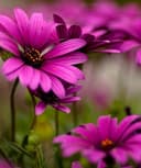 Lourdes Corona Pérez