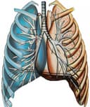 Manuel De Jesús Díaz Verduzco