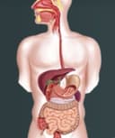 Mónica Isabel Camarena Romero