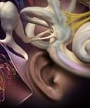 Erika Montoya Domínguez