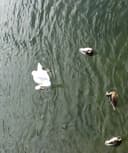 Rocío Pineda Bernal